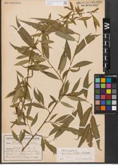 Salix babylonica L. x Salix fragilis L.